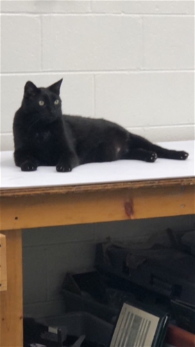 Jaguar Black Cat Fat Left Hand Door